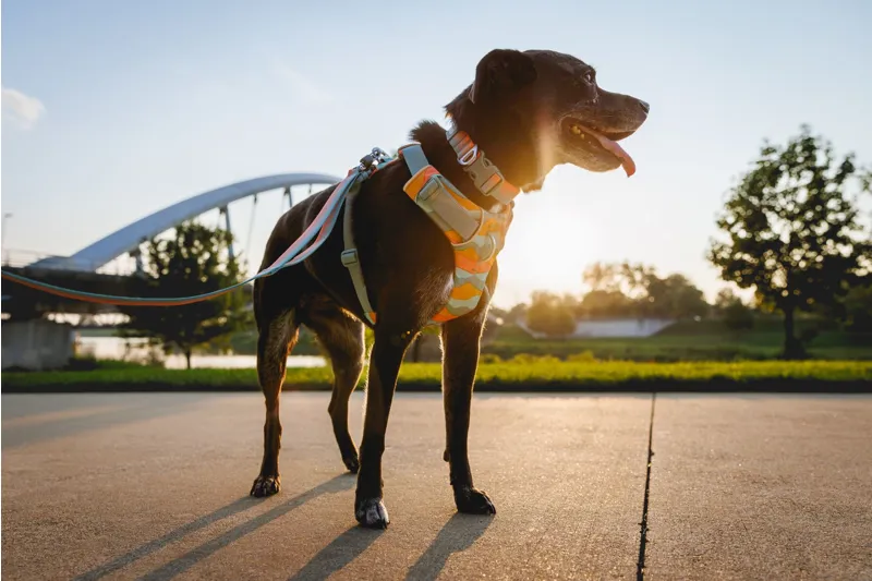 Ruffwear Front Range Dog Harness Spring Mountains-7